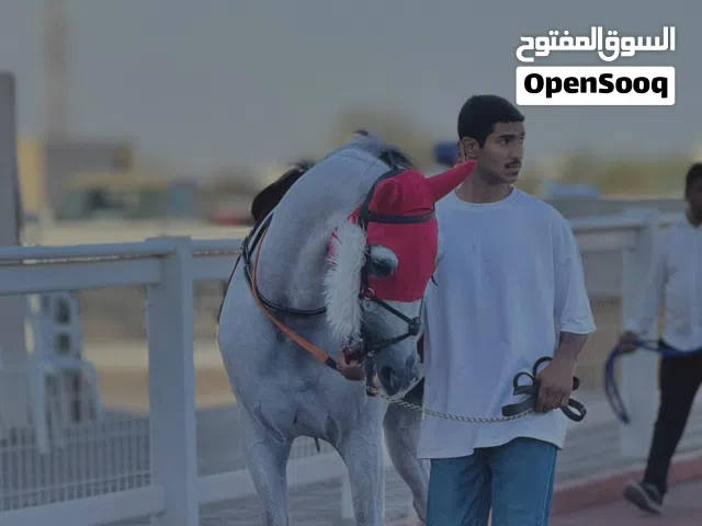 حصان عربي للبيع