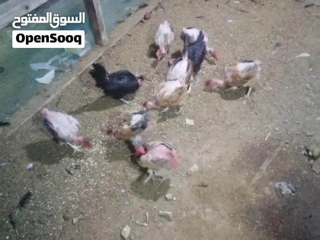 ياالله دجاج ابو ركيبه العدد 10ملقحات مال بيت بياضات