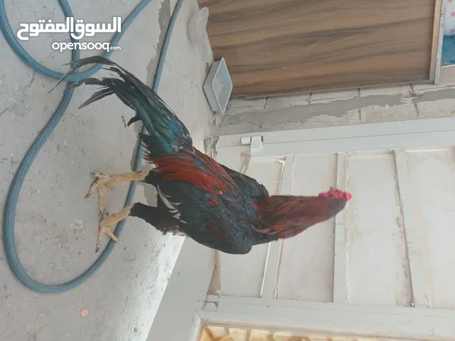 Pakistani rooster