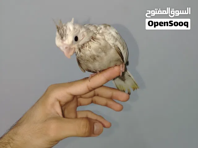طائر كوكتيل كروان ايزابيل اليف