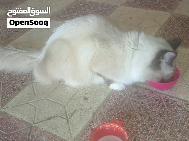 قط هملايا ذكر أليف جدا