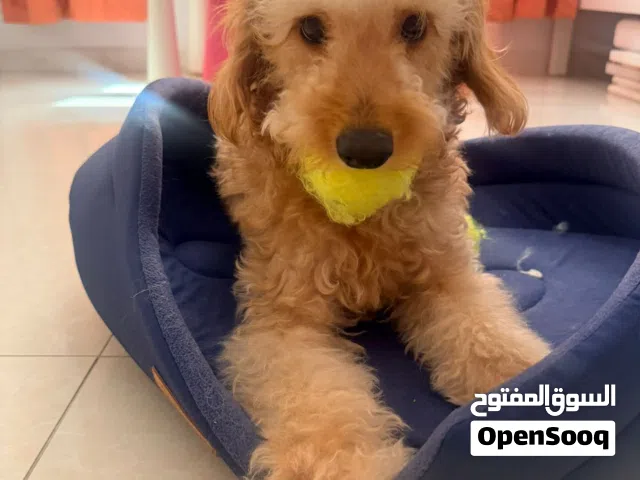 كلب بودل عمره 13 شهر ذكر و متم كافة التطعيمات و متدرب على قضاء الحاجة في مكان معين شامل سريره