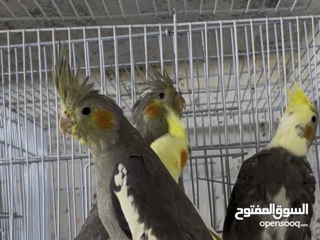 أربع حبات كوكتيل العمر من أربع شهور لخمس شهور