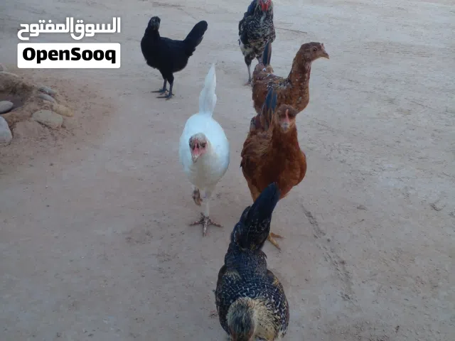 6عتاتيق للبيع السعر15 الطرف