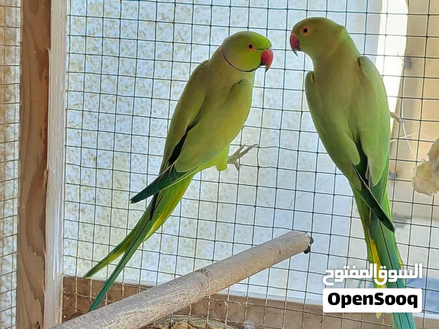 RINGNCEK PAIR  BONDED
