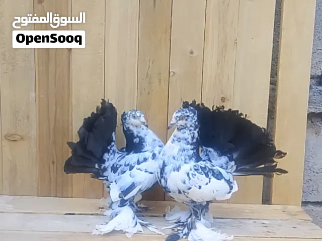 زوج بقري مخاليف كسره ورعشه شوف الوصف مهم
