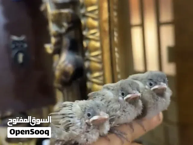 للبيع فروخ بلابيل فروخ مينه بحريني