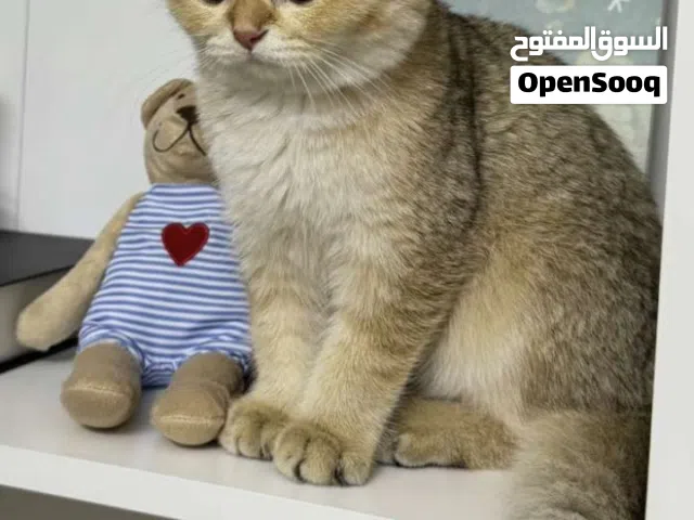 قط جولدن سكوتش فولد للتزاوج وللبيع