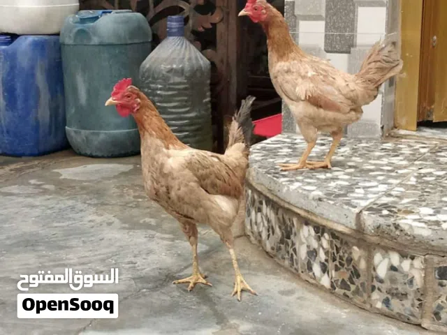 دجاجات عربية بياضه