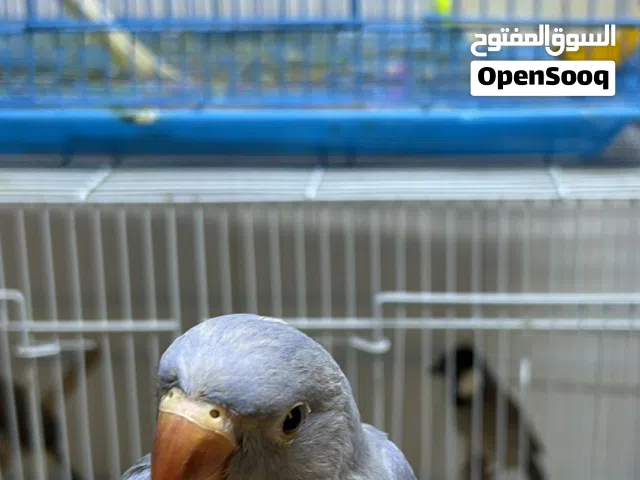 متوه بنفسجيه للبيع