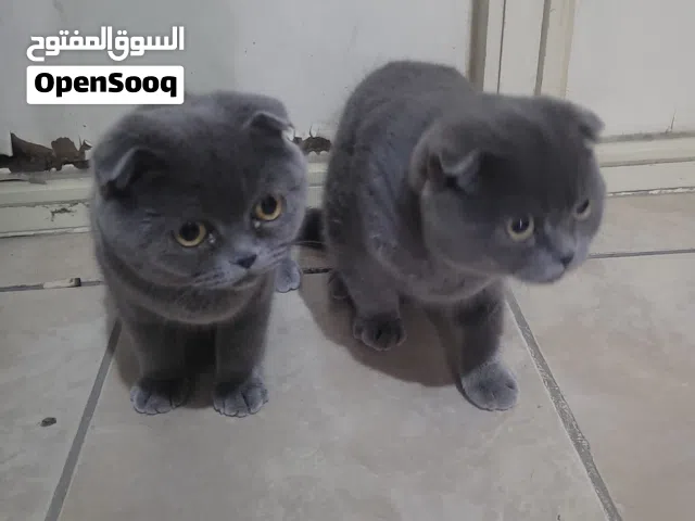 قطتين سكوتش فولد لأفضل سعر
