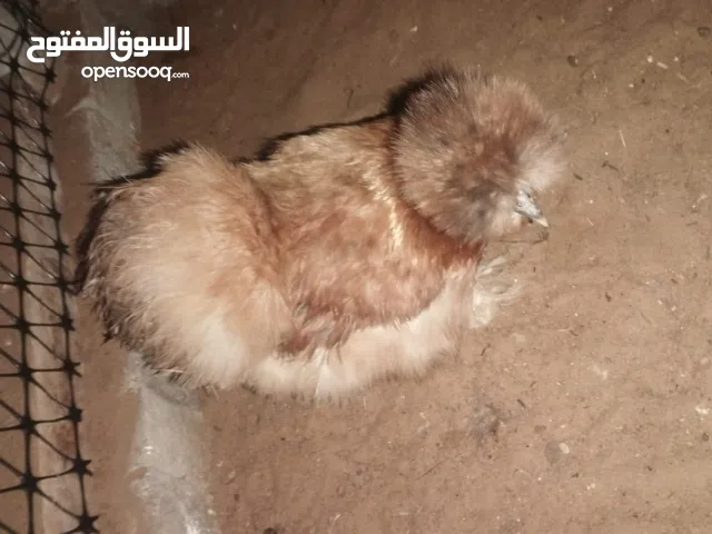 دجاج سلكي منتج