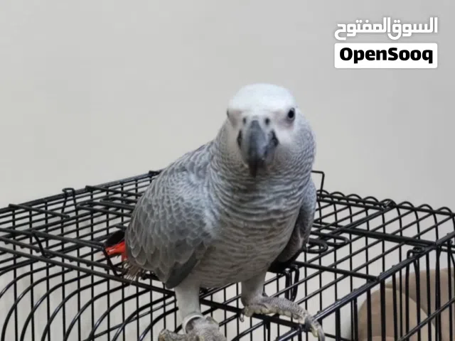 كاسيكو للبيع