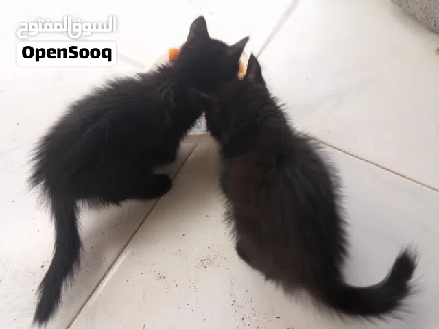 قط شيرازي للبيع