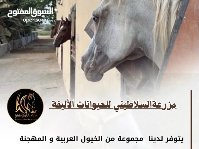 يتوفر خيول للبيع عربي ومهجن