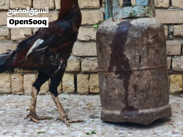 دجاج هراتي رس خشن اصيل مستوى عالي للبيع كلمن وسعره تفضل خاص وتدلل