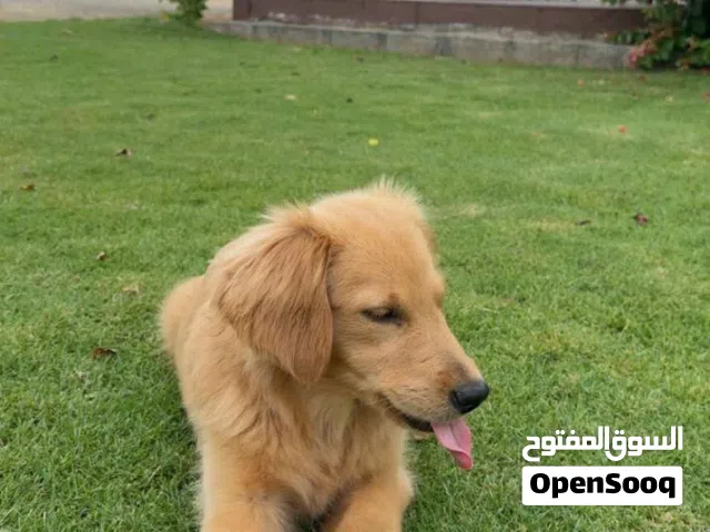 Golden Retriever