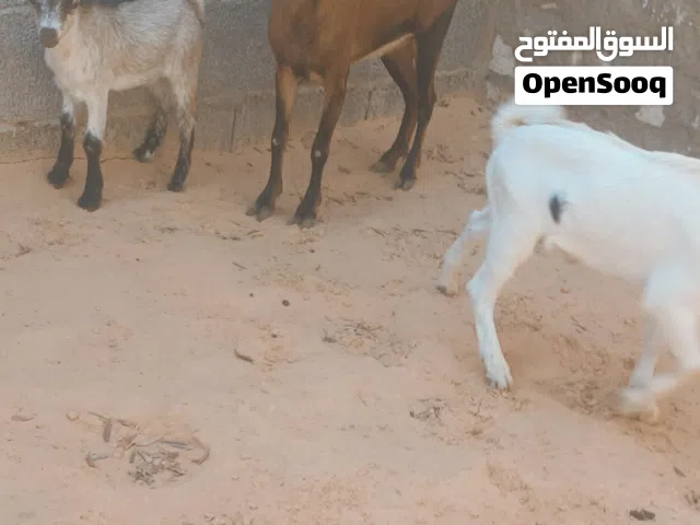 معزتين كرديات الله يبارك  سنونهم وحدة تنية ووحدة سدسة  تحتهم زوز جديان  ناشطات