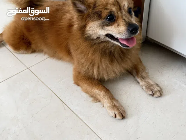 كلبه بومرينيان البيع