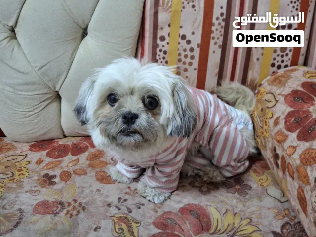 كلب مع كامل الأغراض مع دفتر لوقح