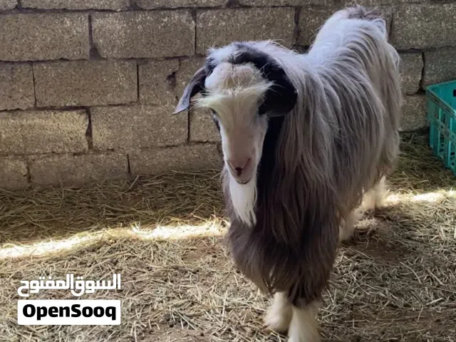 للبيع جدي رحبي