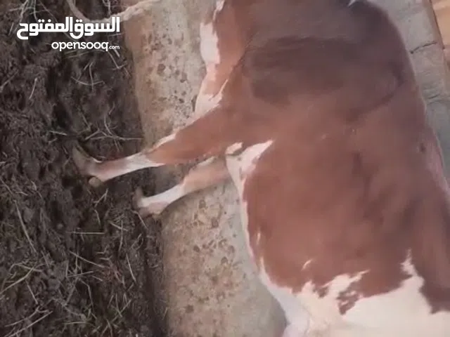 أبقار محليات للبيع  بقرتين الوحد