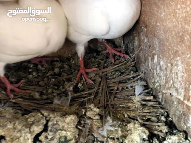 زغاليل طازجه جاهزه للطبخ الجوز 2.50 من الآخر مهما كانت الكميه