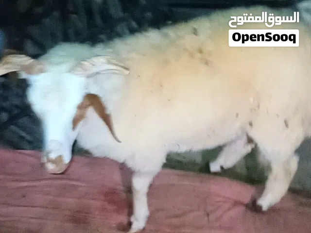 خروف لي ابيض لي بيع
