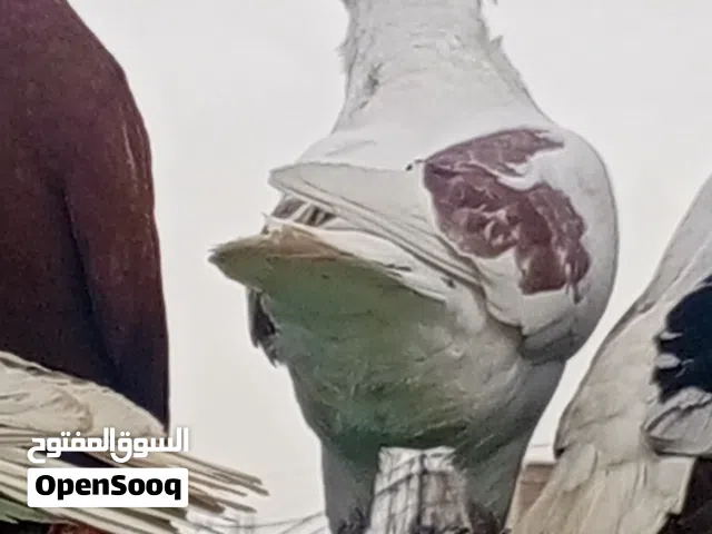متاح طيور حمام