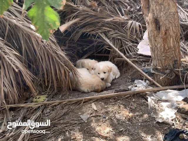 سلام عليكم كلب هاسكي لون البيض الي نادر الهاسكي القطبي للبيع وياها 3 افراخ لون ابيض