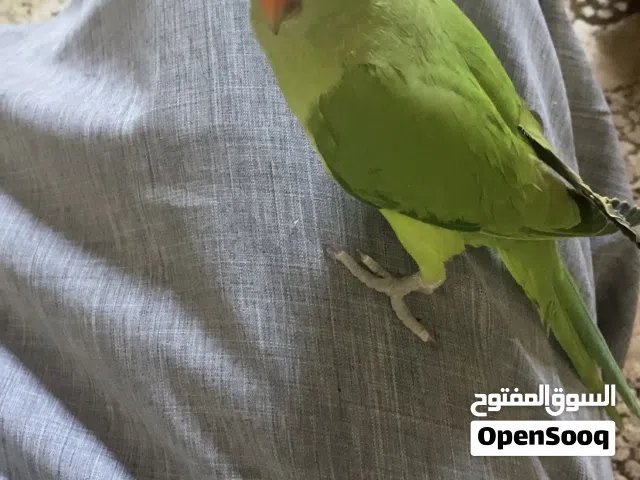 للبيع بغبغاء الدرة الهنديه