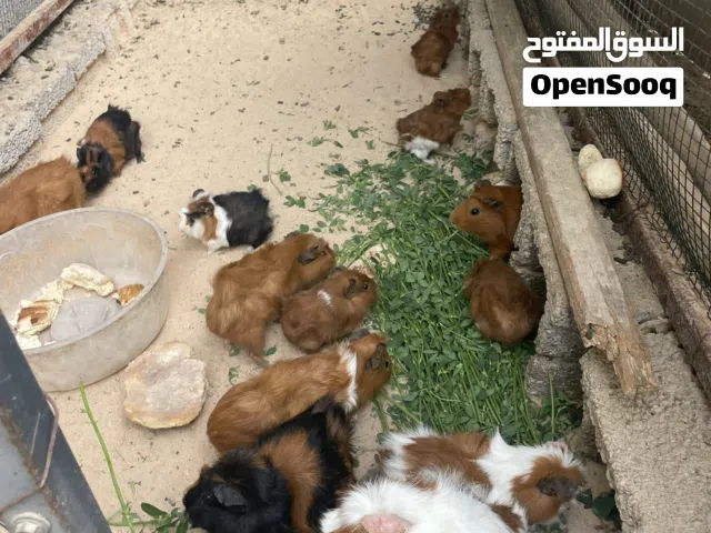 قندي  للبيع