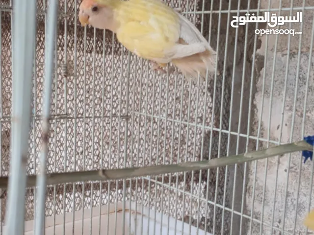 كوبية بركديلو ربي يبارك اقرا الوصف