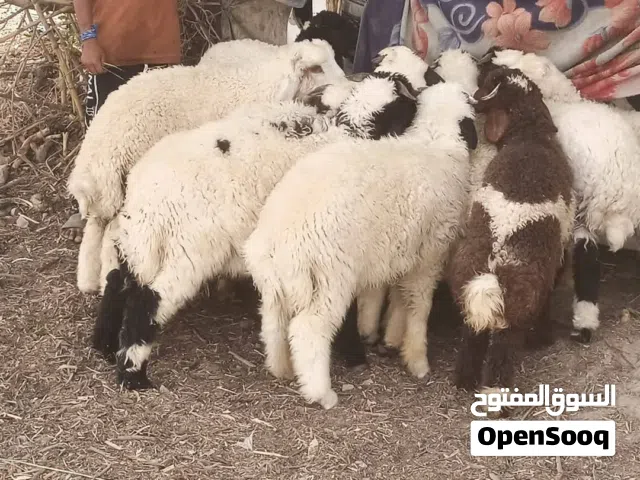نشتري جميع الحيوانات غنام صخول