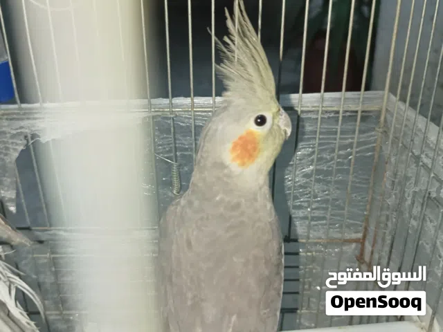 طيور كوكتيل للبيع    والتفاصيل بالوصف.............................