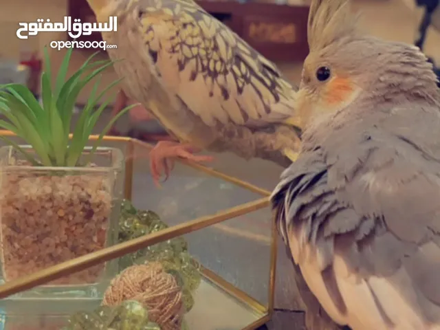 زوج كوكتيل أليف للبيع مع قفص كبير وكوخ وكامل ما بالصورة