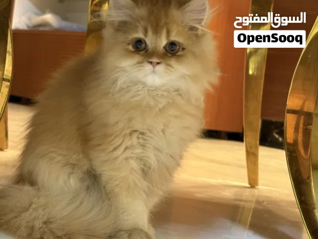 قطه للبيع النوع بيرشن ذكر العمر 4 اشهر ونص