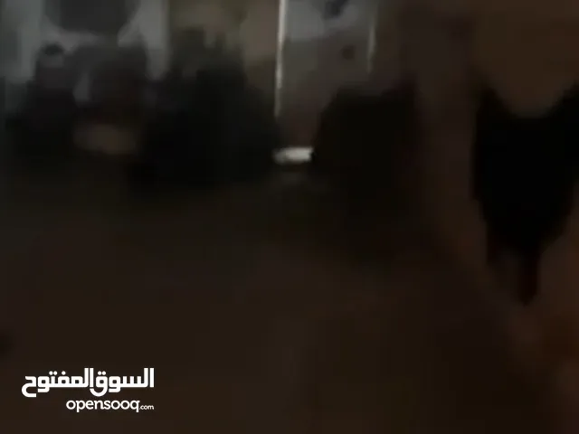 100 m2 2 Bedrooms Townhouse for Sale in Baghdad Adamiyah