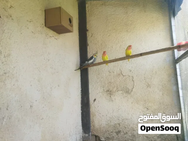 جوز روز و انثايتين جاهزات باصو عندي ثلاث مرات بس كان مش مكبس لانو مافي ذكر للبيع او بدل كفاله انتاج