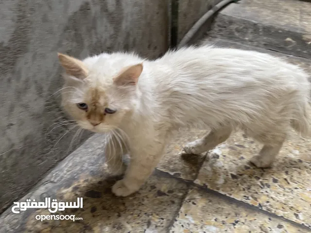 يوجد لدينه قطه