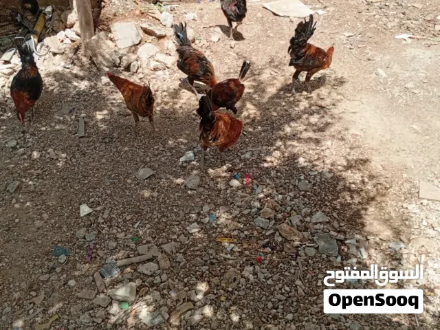 ديوك بلدي عدد 3