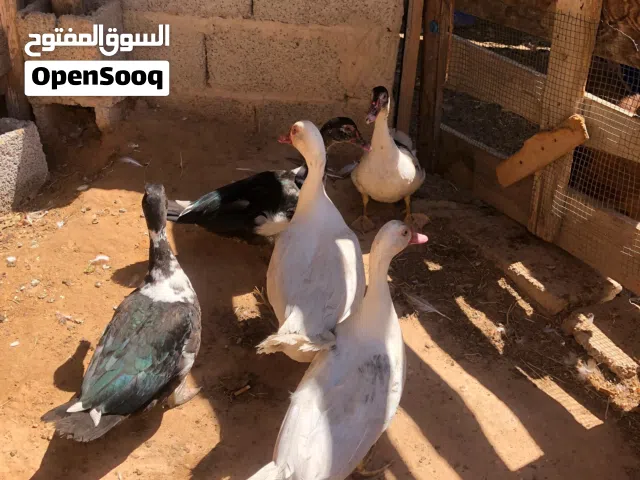 بط عربي بسم الله ماشاء الله بط صغير