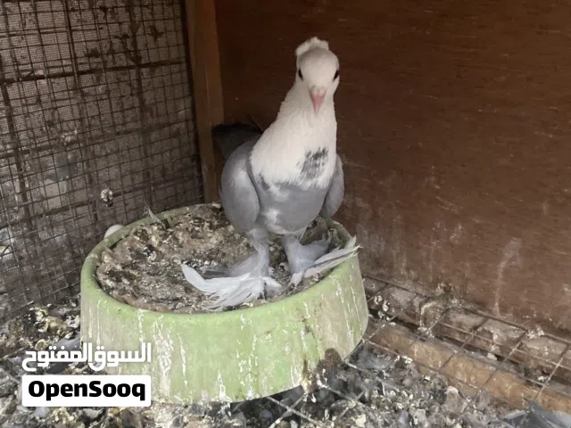 نثيه الاج للبيع