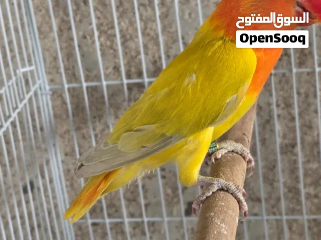 السلام عليكم ورحمة الله وبركاته متاح غندور فيشر مخاليف غير محدد الجنس