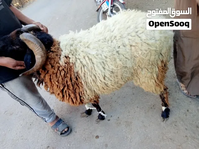 أضحية العيد خرفان برقي ورحماني وبلدي