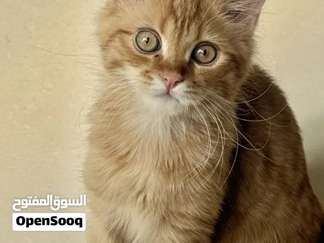 قط شيرازي للبيع