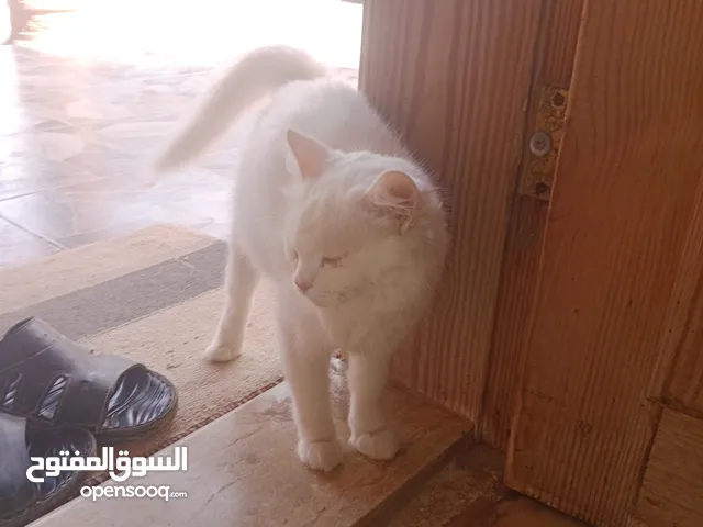 سلام عليكم قطوسه اللبيع ونوع سوميه