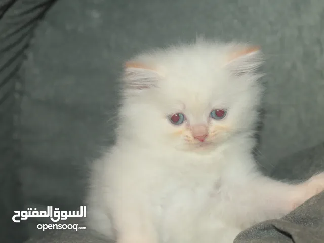 قطط كيتن هملاي اورنج العمر 52 يوم