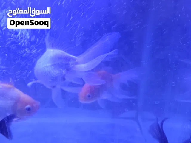 حوض سمك زينه للبيع