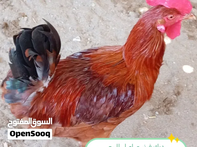 ديك للبيع فرنسي اصلي